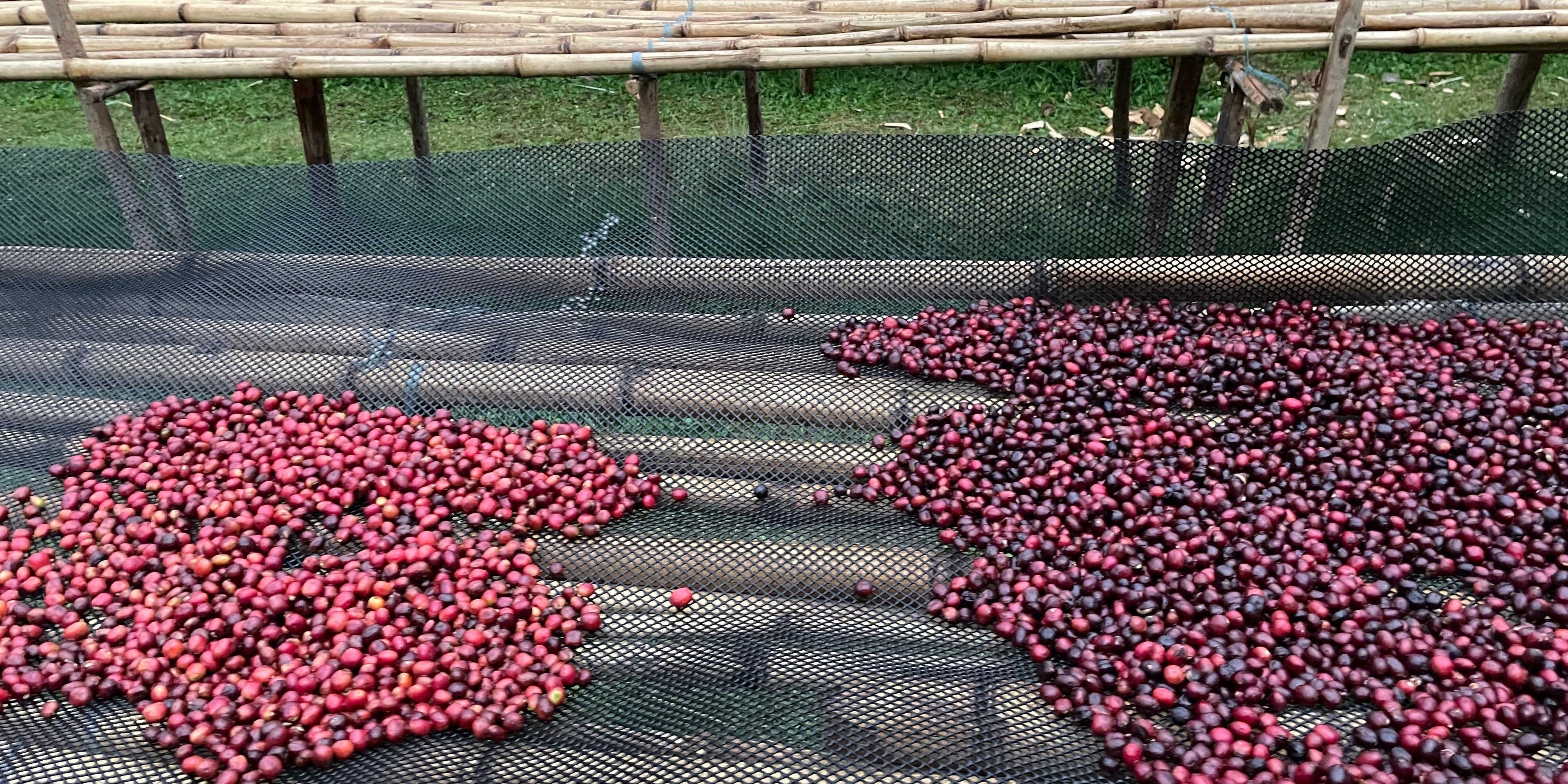 Fermentation im Kaffee – wie Aufbereitung den Geschmack formt