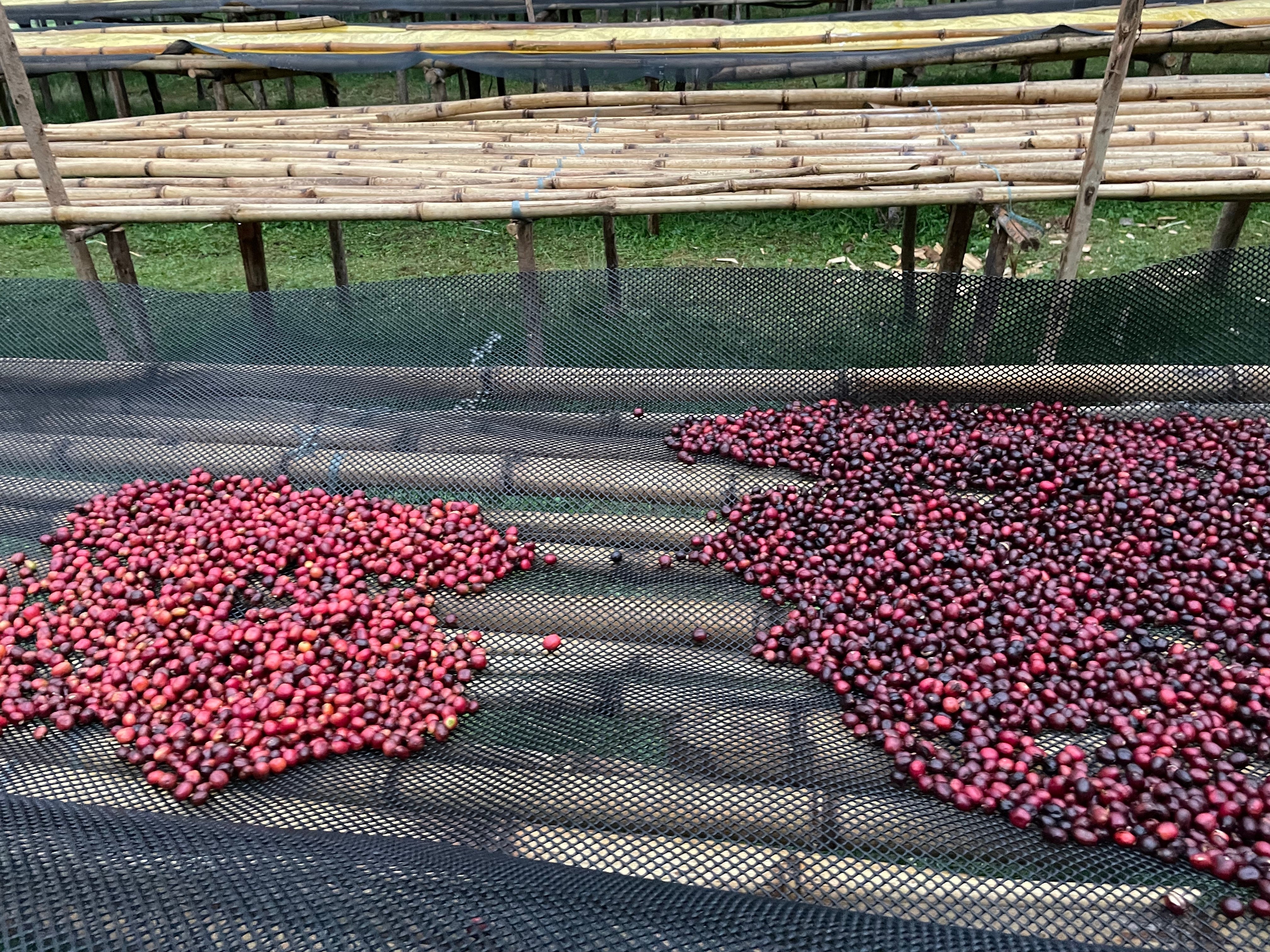 Fermentation im Kaffee – wie Aufbereitung den Geschmack formt