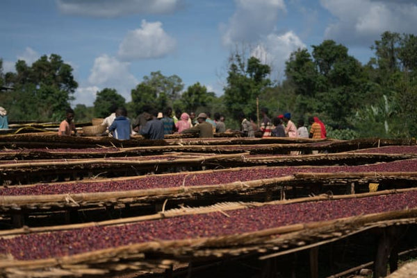 ETHIOPIA DUWANCHO FILTER