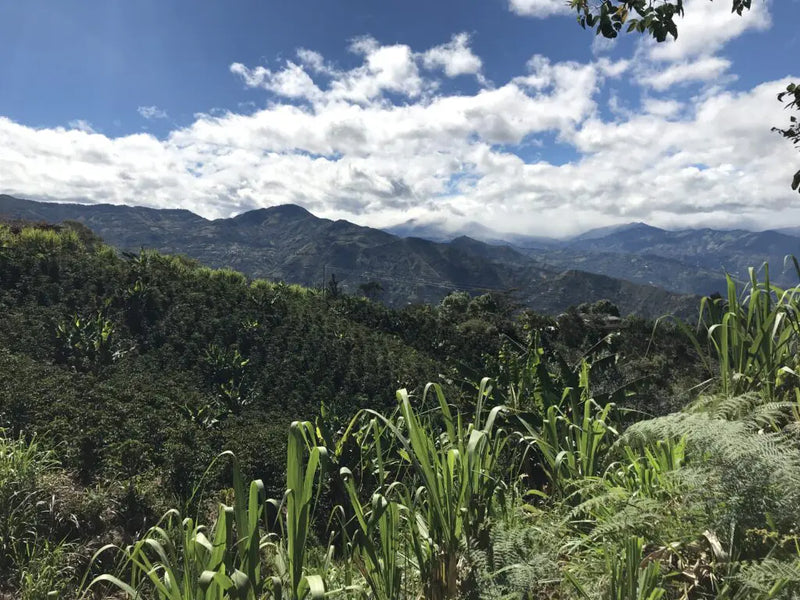 COLOMBIA GALERAS DECAF ESPRESSO