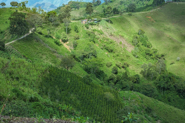 COLOMBIA FINCA EL PROCESO