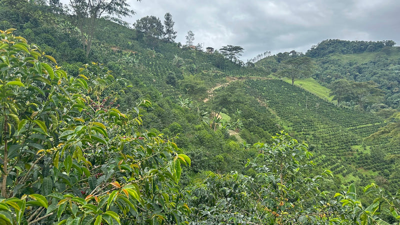 COLOMBIA BELLA ALEJANDRIA