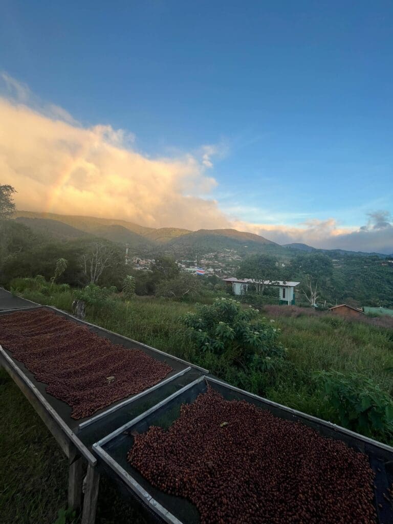 COSTA RICA JUANACHUTE FILTER