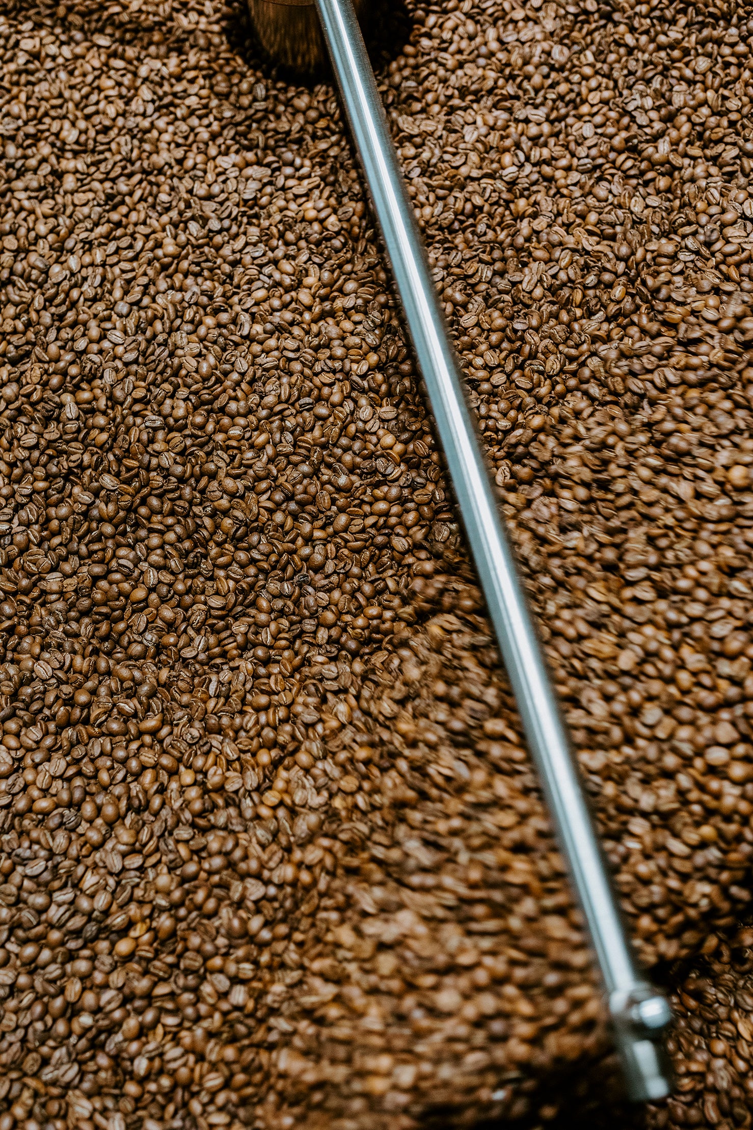 Speciality Coffee Bohnen in der Kühlwanne in der Rösterei von ERNST Kaffeeröster